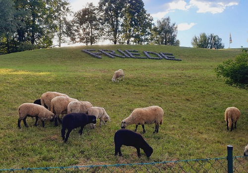 Schafe auf der Weide, das Wort "Friede" mit Steinen gelegt