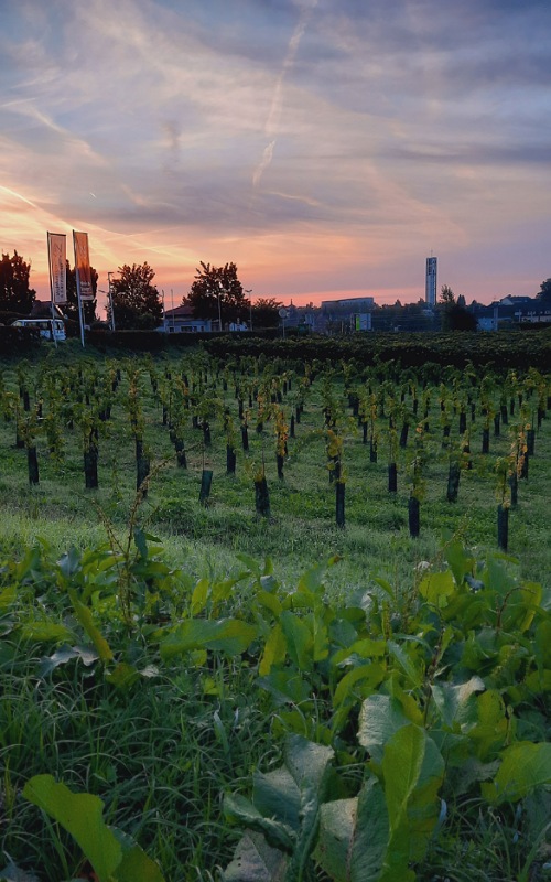 Weinstöcke, im Hintergrund Sonnenaufgang
