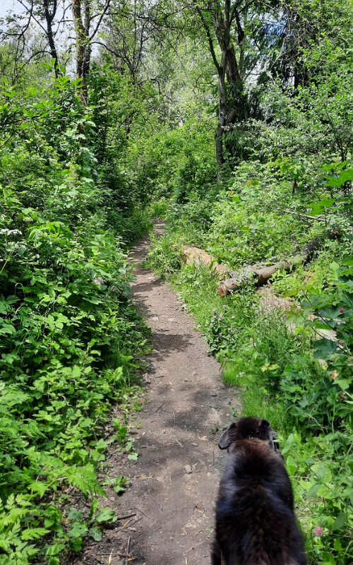 Ein Spazierweg umgeben von grünen Sträuchern und Bäumen. Ein schwarzer Hund geht dort spazieren.